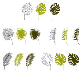 Vector illustration of a set of tropical leaves. Isolated on a white background. Botanical elements.