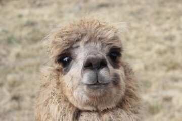 Fototapeta premium Sweet alpaca