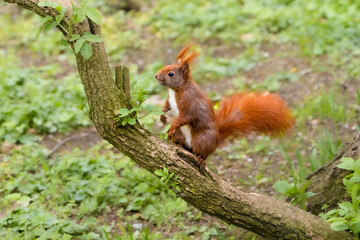 Naklejka na ściany i meble Eichörnchen im Volkspark hamburg