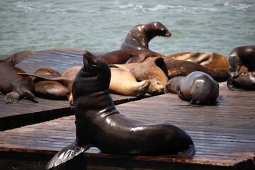Fototapeta premium Sea lions