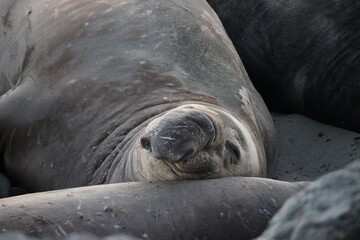 Elephant Seal