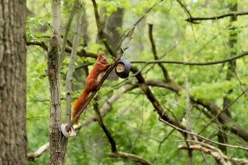 Eichhörnchen im Volkspark hamburg