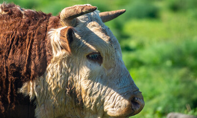 Close up portrait of brown and white  Hereford cattle cow with green grass in the background. 