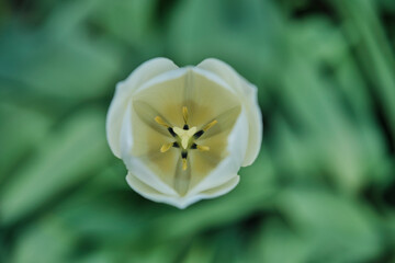 Fototapeta premium Yellow Tulip in top view with shallow depth of field