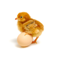 chick and egg isolated on a white