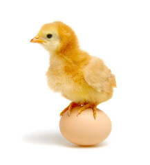 egg and chicken