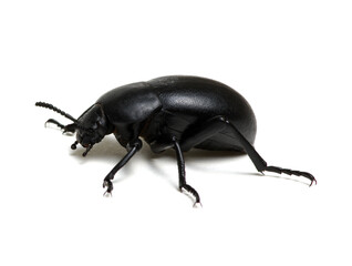 black beetle on white