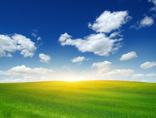 Fototapeta premium Green field and sun.