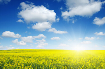 golden field on sky