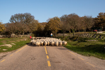 Sardegna: gregge di pecore con pastore nei pressi della Foresta di Badde Salighes, Bolotana