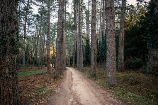Sardegna: Bultei, Sa Fraigada, Foresta demaniale Fiorentini
