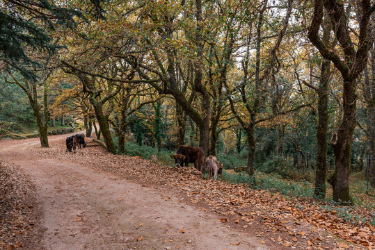 Sardegna: Bultei, mucche al pascolo nella Foresta demaniale Fiorentini