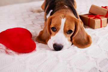 A cute beagle dog on the bed and a red heart . A postcard with a pet for Valentine's day