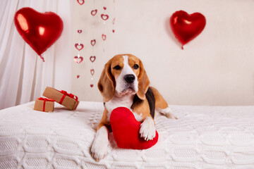A beagle dog on a white plaid with a red heart . The room is decorated with balloons, a gift....