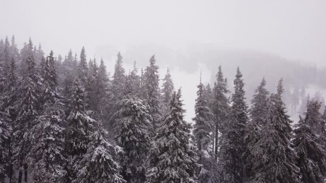 Winter forest and mountains from air. Winter landscape. aerial drone shot. snowfall