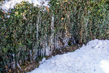 icicles hanging from ivy