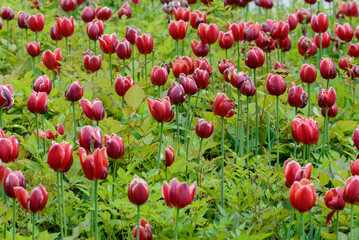 Close up of bright red tulips flower bed in the park. Red tulip field, spring background in red color. Close up. Selective focus