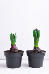 Blue Hyacinth flovers in black pots. First spring flover with dew drops, copy space for text. Buying houseplants and flowers for home gardening. Vertical orientation