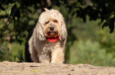 Cachorro femea com laço no pescoço. Adorable domestic dog with bow on neck and hair over eyes