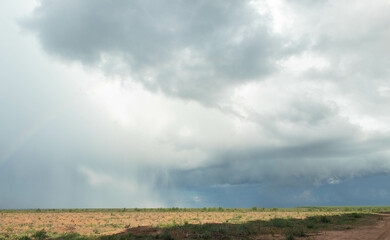 Naklejka na ściany i meble Chuva caindo sobre vegetaçao de eucalipto. Big rain cloud with beautiful rainbow in the middle of eucalyptus plantation