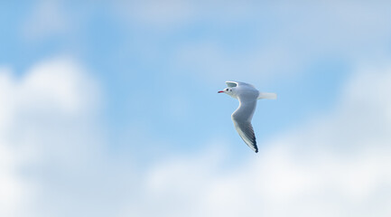 White Seagull flying in a blue sky with white clouds.