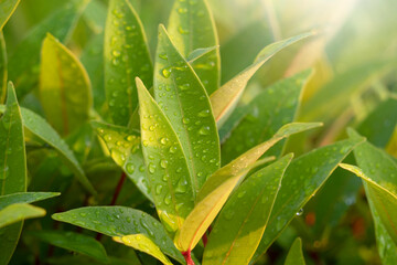 Green leaves pattern for nature Background.