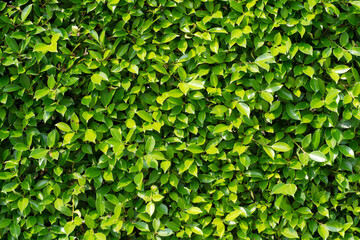 Fototapeta na wymiar Green leaves pattern for nature Background.