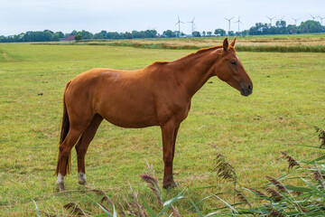 A young brown horse stands alone in the paddock against a blurred green background 