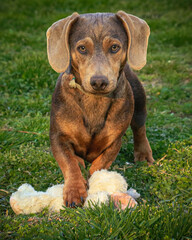 dachshund puppy in grass