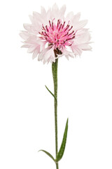 White-pink flower of cornflower, lat. Centaurea, isolated on white background