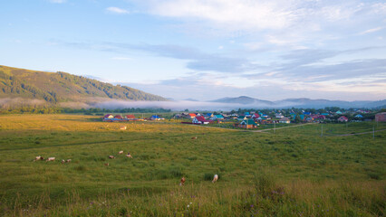 Sunrise over the Altai village. Cows graze in the foreground