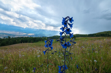 Blue flowers in a clearing in the Altai mountains