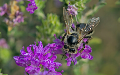 European honey bee - Apis mellifera, Greece