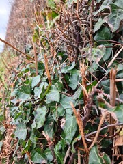 Leaves