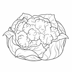cauliflower sketch, coloring book, cartoon illustration, isolated object on white background, vector,