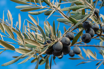 Obraz na płótnie Canvas Close-up view color photography of beautiful organic blue olives growing on branches of olive tree isolated on clear sunny blue sky background