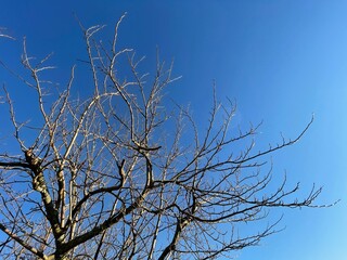 vieil arbre et ciel bleu