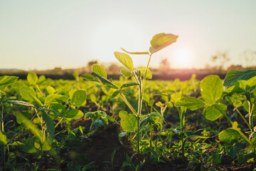 Agricultural soy plantation on  field with sunset background