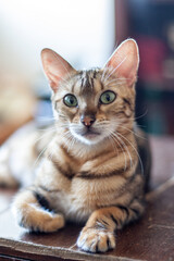 portrait of a cat. bengal cat. An intergeneric hybrid of a domestic cat and a Bengal cat proper.