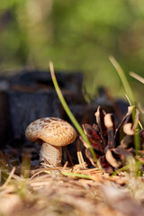 small mushroom growing next to a pine cone