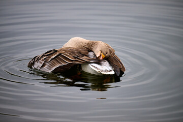 Eine Ente badet sich im See, Bonn, Nordrhein-Westfalen, Deutschland
