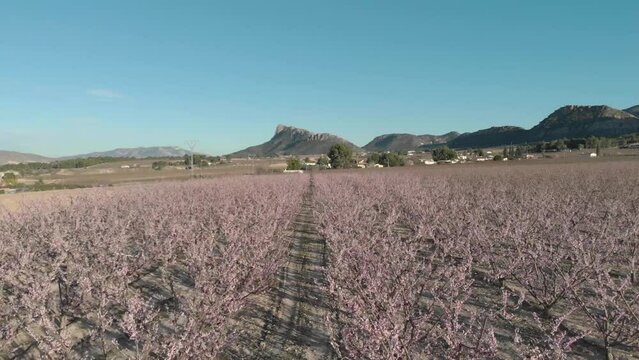 almond blossom planting video with 4k drone