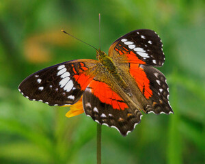 A small butterfly warming under the sun