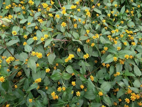 Acmella is a genus of plants in the aster family, Asteraceae. It is native to the Americas and has been introduced to Asia, Africa, the Pacific islands, and Australia.