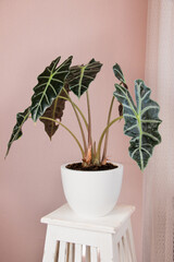 Alocasia tropical plant on a white table. Home floriculture concept.