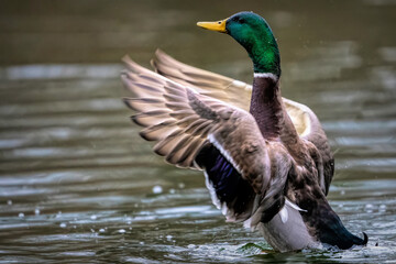 Fototapeta premium Ente