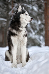 Naklejka premium Siberian Husky dog, cute wolf in winter forest in snow.