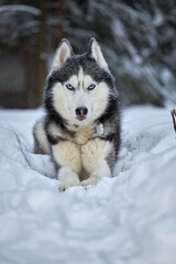 Siberian Husky dog wolf in snow forest, winter background. Winter forest.