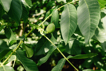 Green walnuts growing on a tree, close up