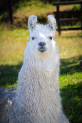 llama in the grass